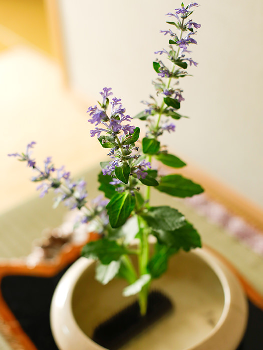 季節の花