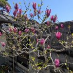 PXL_20260411_014532296.MP