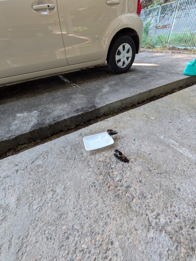 PXL_20260723_051526967